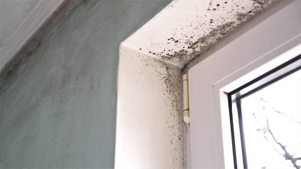 Best Mold Removal Near Me  in Newport, RI
