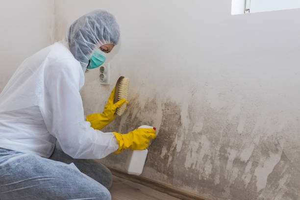 Best Fast Mold Removal  in Newport, RI