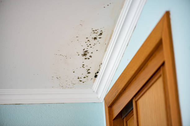 Mold Testing and Removal in Newport, RI