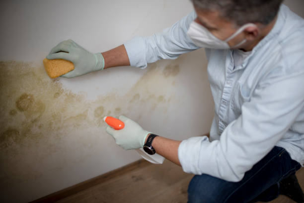 Best Attic Mold Removal  in Newport, RI