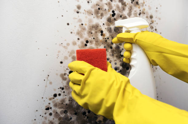 Best Water Damage Restoration  in Newport, RI