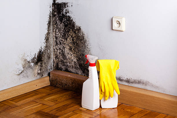 Best Local Mold Removal Service  in Newport, RI
